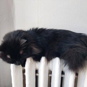radiator melting.jpg